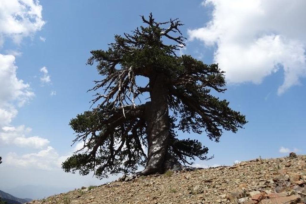 Adonis Tree