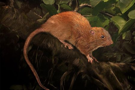 The elusive Vangunu giant rat lives in trees, a habitat under attack from deforestation in the Solomon Islands.