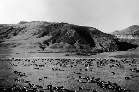 Cattle graze on the open range in this shot from ca. 1920-1930.