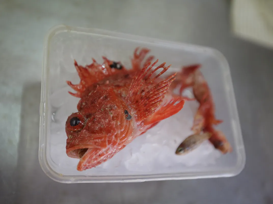orange fish in a container with ice