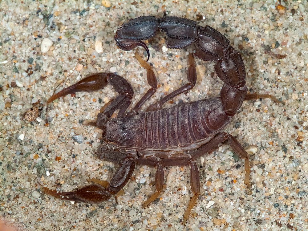 A large dark brown scorpion with a large stinger and claws