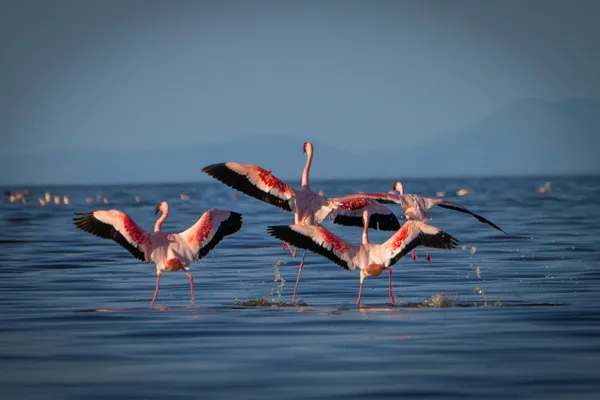 Flamingoes Flamenco thumbnail