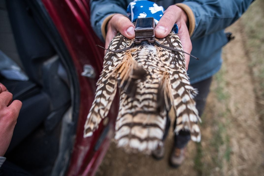 An ecologist holds a long-billed curlew, displaying the small GPS "backpack" and harness attached to its back.