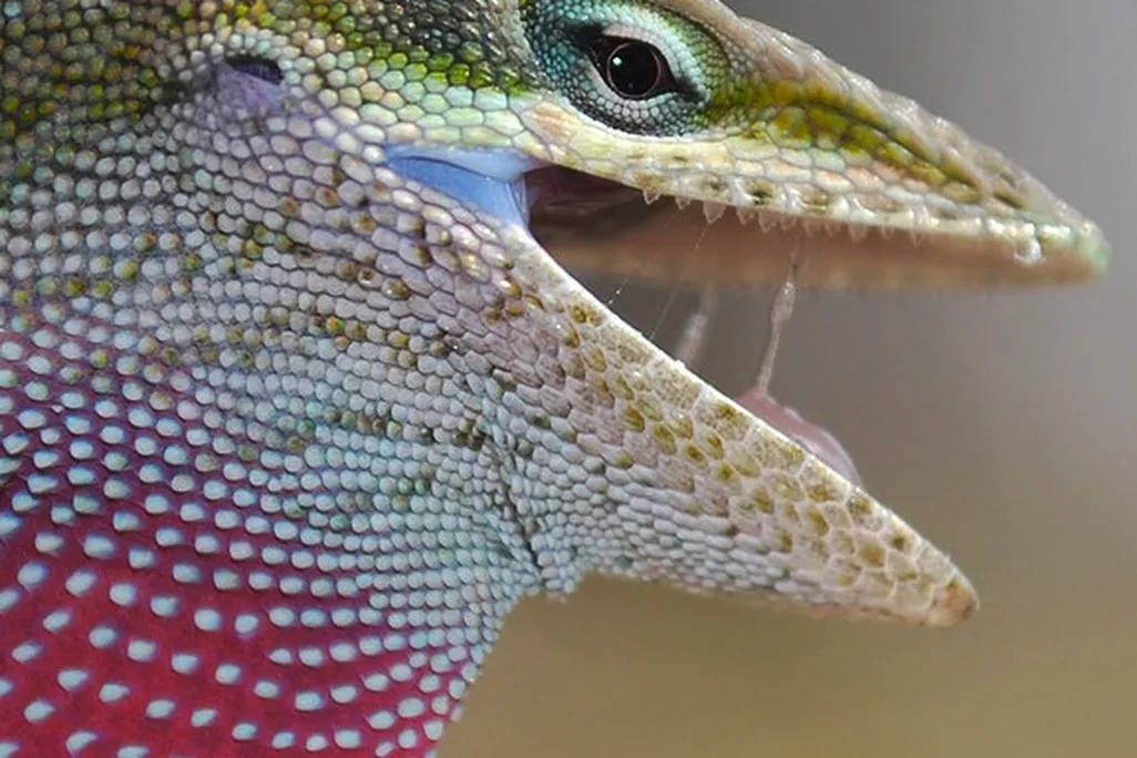 20130520011021lizard.jpg