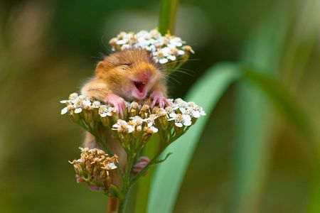This laughing doormouse chuckled its way into the winning spot of the "On the Land" category.