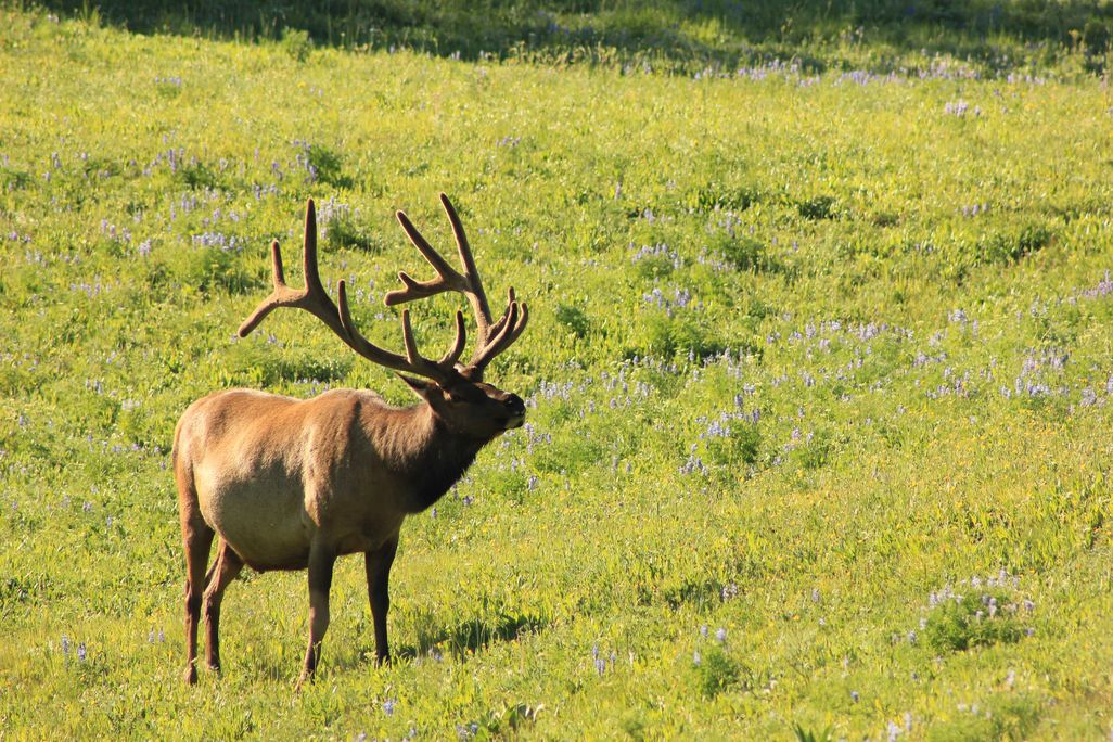 Elk