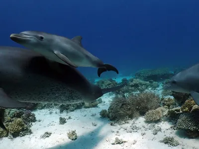 When a group of 360 dolphins visited corals located in the Northern Red Sea, reseachers noticed that calves under one year old would watch adults brush themselves against the coral.