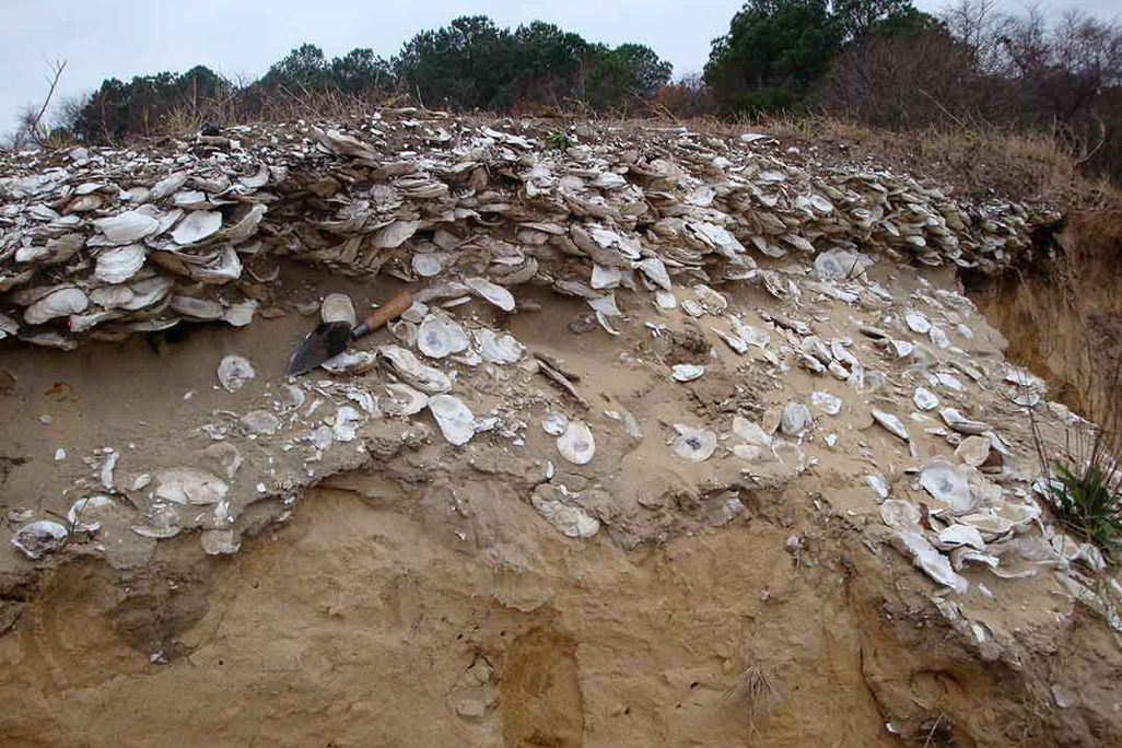 Oyster midden