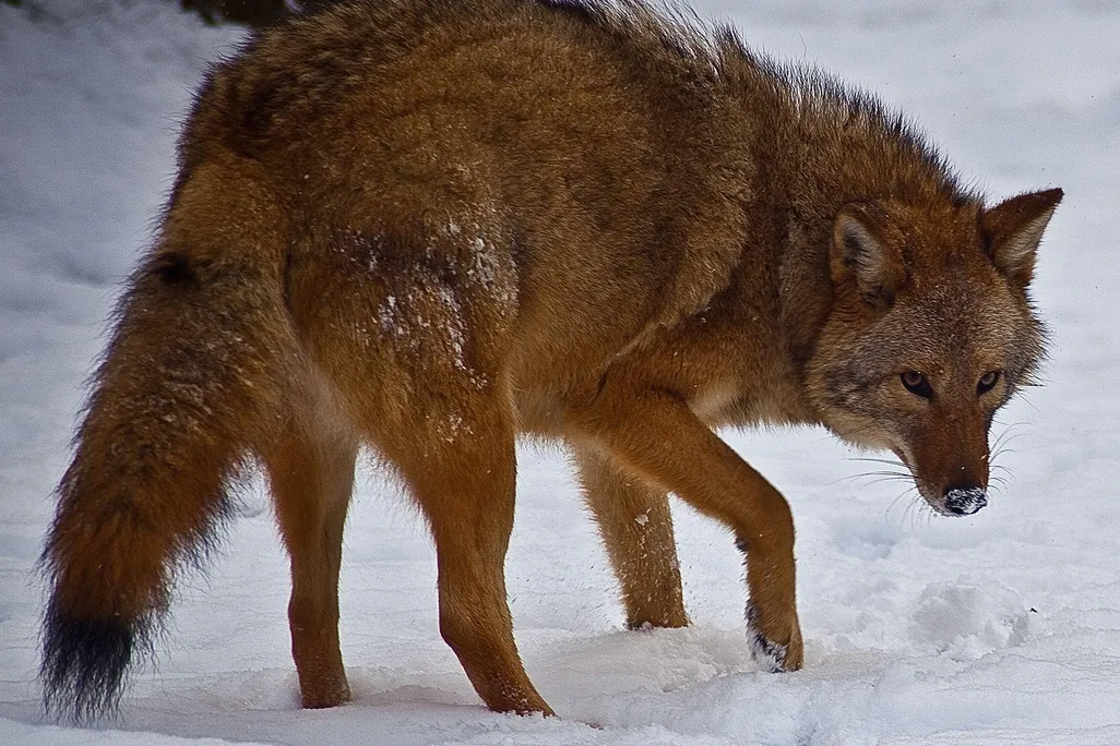 Coywolf