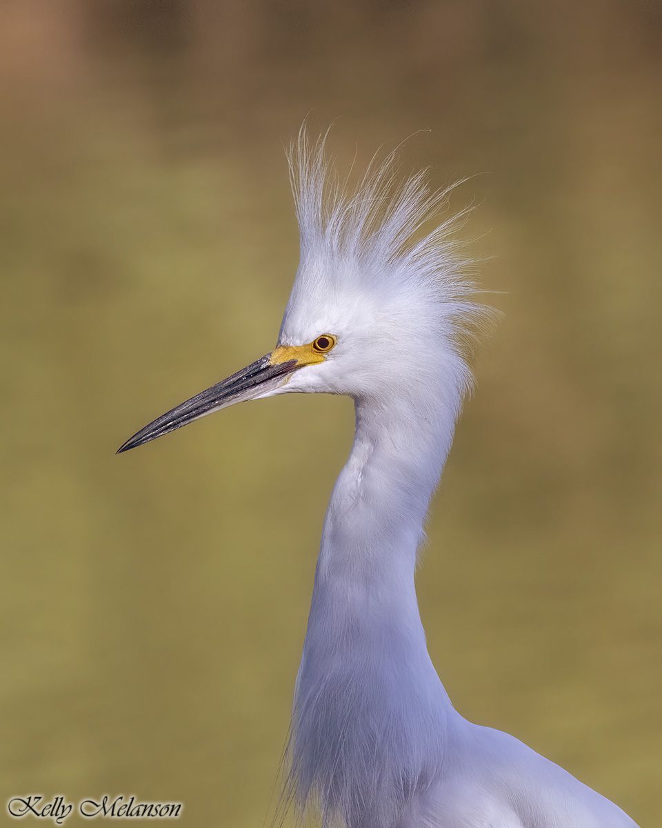 This is a snowy egret. He was very cranky and kept going after other egrets. Very funny to watch him.