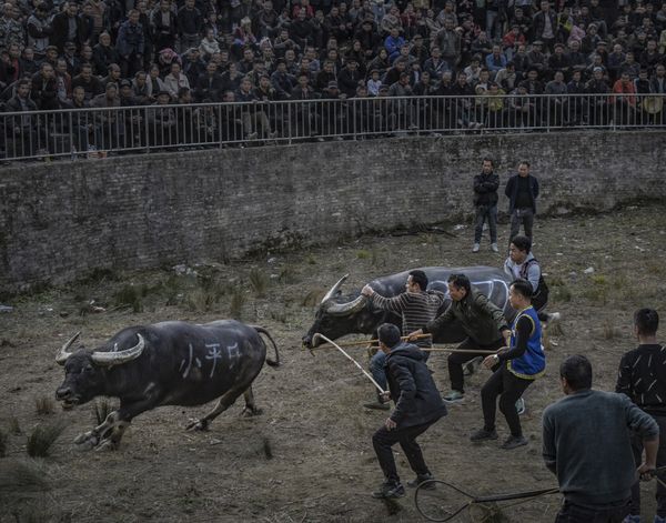 Bull fighting thumbnail