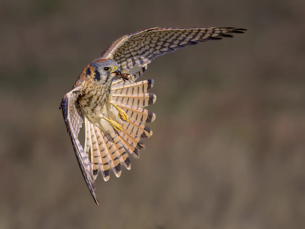 Against a blurry brown background an American Kestrel appears to hang in mid-air, its streaked underside facing the viewer, striped wings outstretched, and heavily barred tail fanned out. In its beak is a large red insect it just caught.