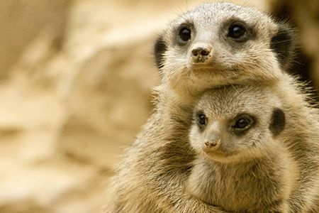 “Please don’t hurt my baby!” this mother meerkat may say to her murderous female superiors.