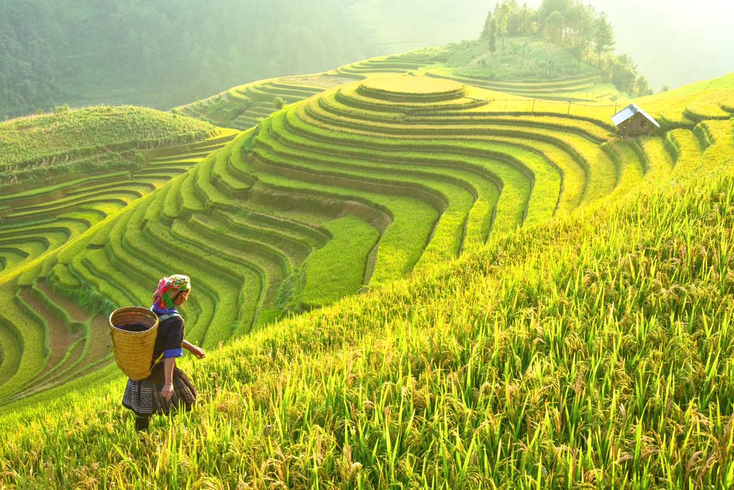 Rice fields in Vietnam