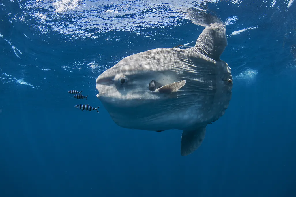 Large grey fish swimming in water next to a few smaller fish