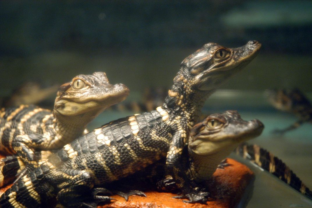 A close-up image of three alligator hatchlings sitting on top of an orange rock together. Their scales are striped yellow and black, and their eyes are green with vertical slits. 