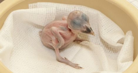 The Smithsonian's new male Micronesian kingfisher was on born Aug. 20
