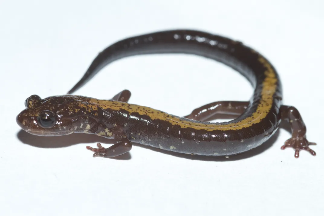 The Shenandoah salamander’s mountain-top habitat is getting warmer. This could mean new species coming into its habitat.