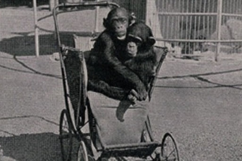 baby chimpanzees
