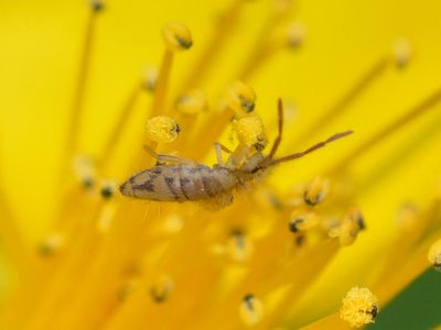 The unique scent of rain may actually be a chemical signal used by bacteria to attract this tiny arthropod, called a springtail. 