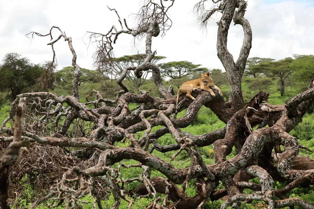 The year 2020 will always be remembered as a challenging time for all globally. For me, it was the chance to slow down and embark on a new adventure in photography. Travelling to Tanzania was the trip of a lifetime. We came across this lone lioness in the Serengeti who was relaxing in the entanglement of tree trunks while a 'herd' of humans watched.