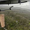 Scientists Are Using Drones to Unleash Thousands of Mosquitoes in Hawaii in a Bid to Save Native Birds. Here's How It Works icon