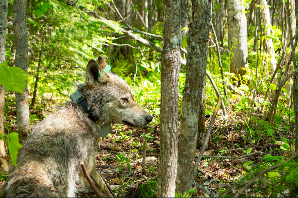 A wolf with a tracking collar secured around its neck