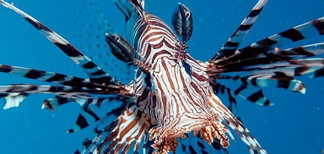 Lionfish invasion