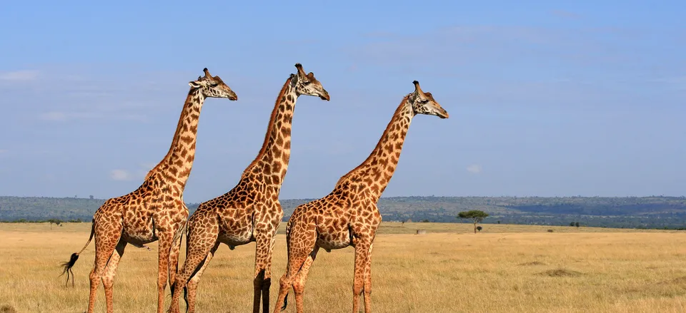  Giraffes on the savanna 