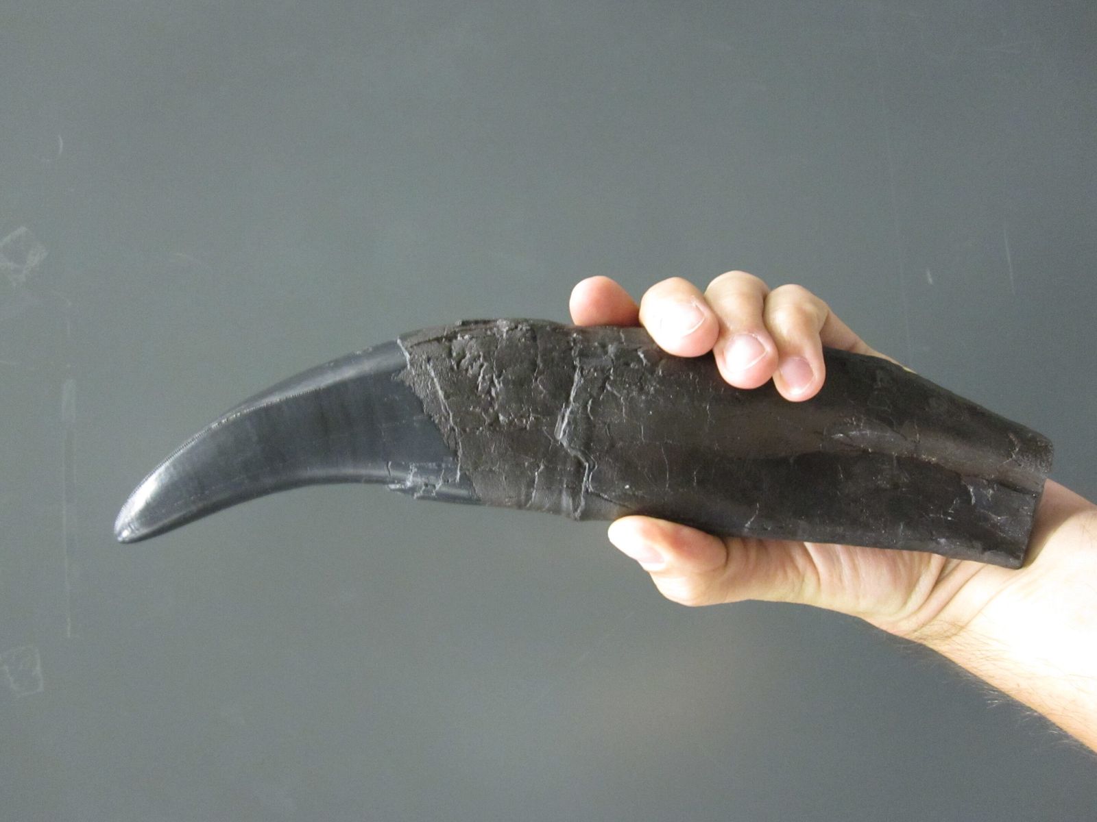 Dinosaur Teeth Reveal Ancient CO2 Levels Soared Fourfold