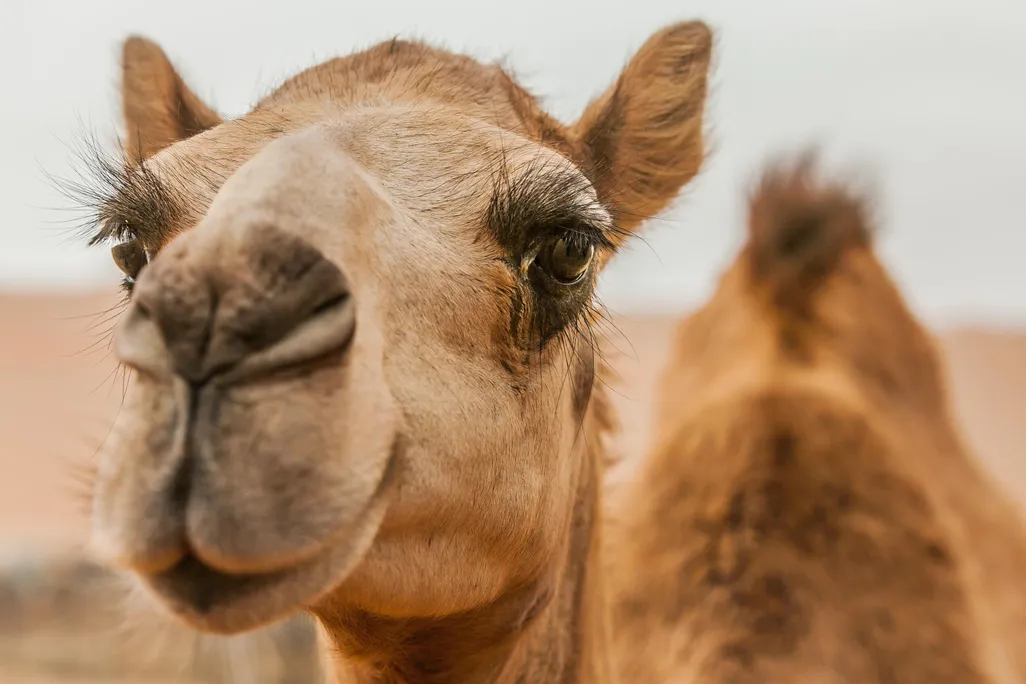 A tan camel against a desert backdrop
