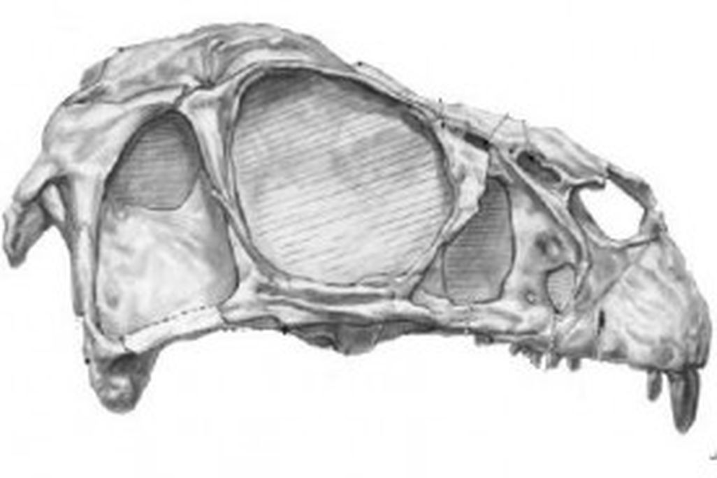 20110520083213Incisivosaurus-skull-300x184.jpg