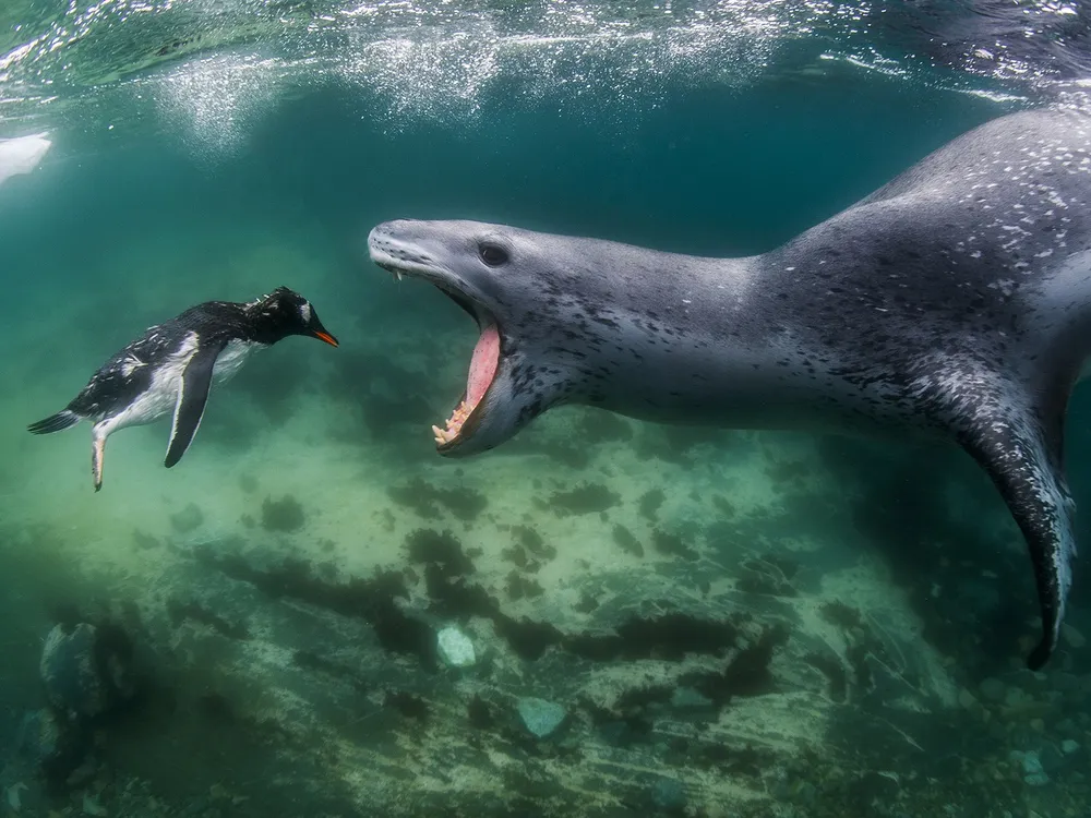An image of a seal chasing a Gentoo penguin in the ocean