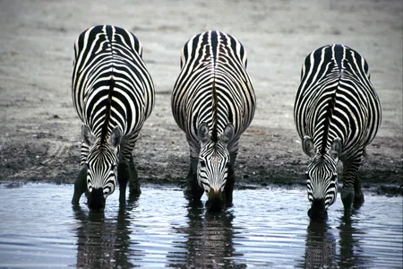 Snazzy as they are, stripes will not save you from the perils of dehydration.