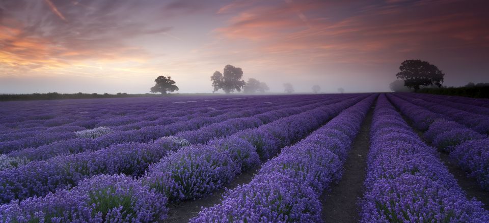  Lavender fields in Provence are in bloom during the height of the summer, creating a beautiful panorama.
 