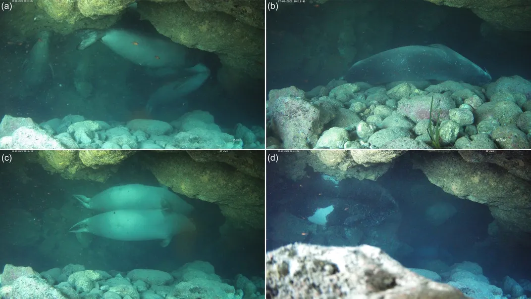 Four photos showing seals in a cave