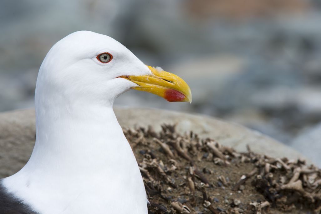 a close-up of the side of a gull's head, with a red ring around its eye and a bright yellow beak with a red dot