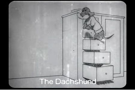 The dachshund leaps down with his prize. 