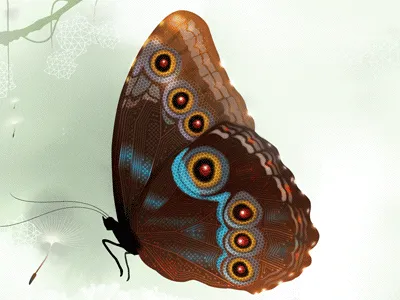 Biomimicry-butterrfly-631.png