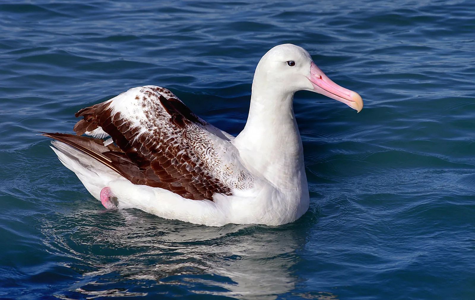 The Ambitious Plan to Stop Mice From Eating Seabirds