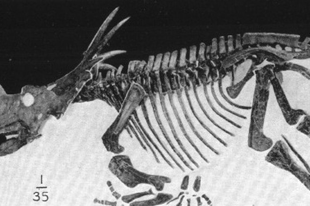 Styracosaurus at the American Museum of Natural History