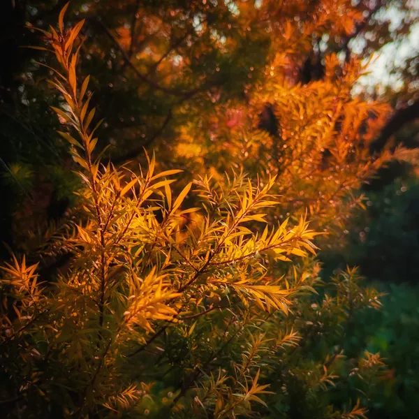 Golden autumn charm thumbnail