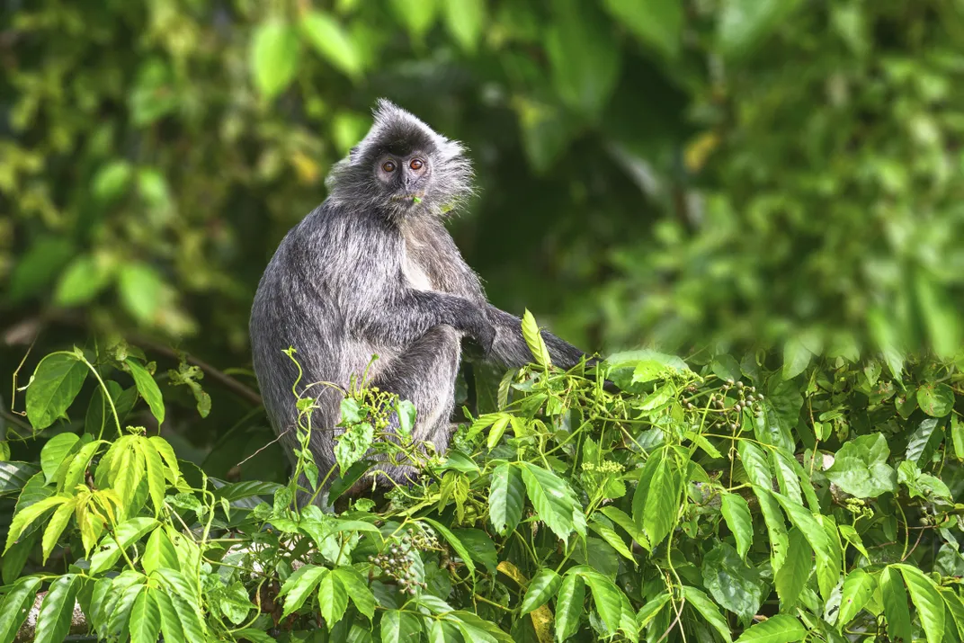 silvered leaf monkey