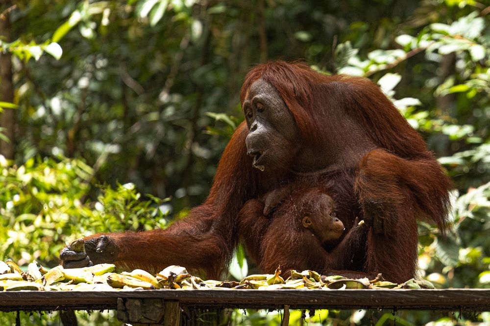 A mother of orangutan feeding its baby in the forest.