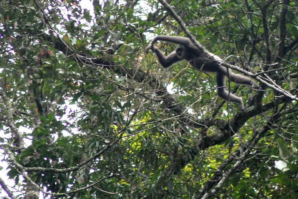 Gibbon