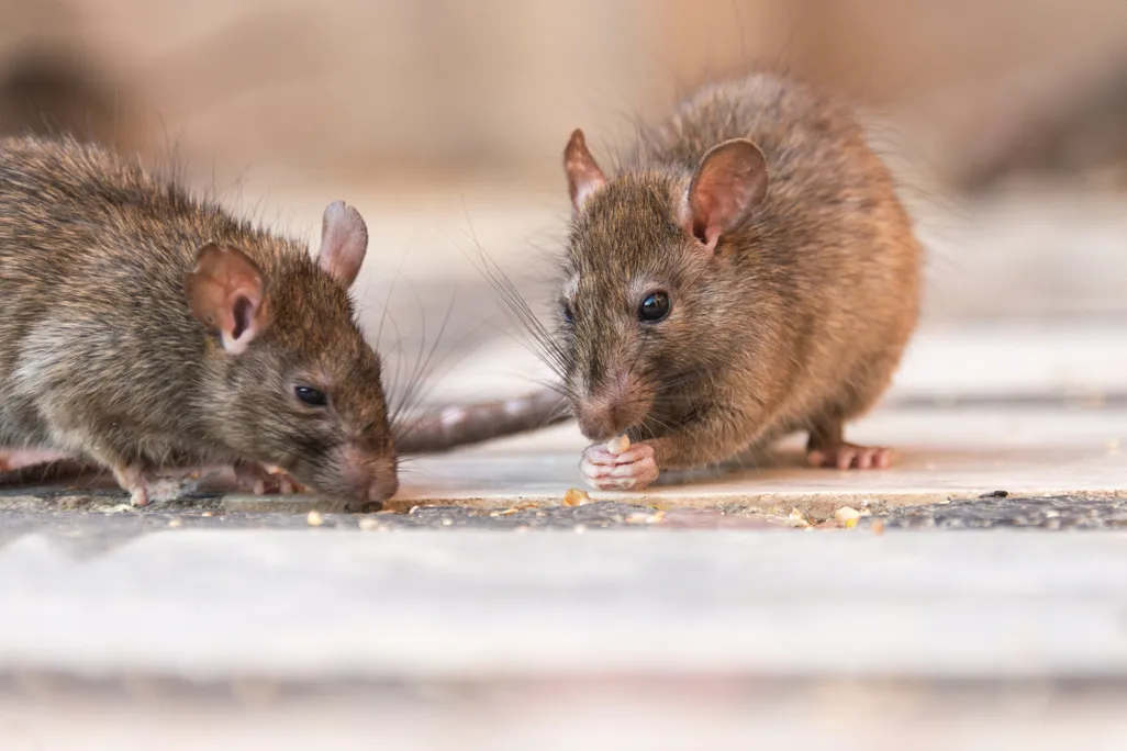 Two rats on the street eating crumbs