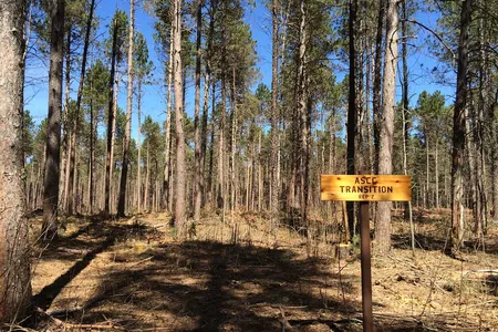 A forest in Minnesota