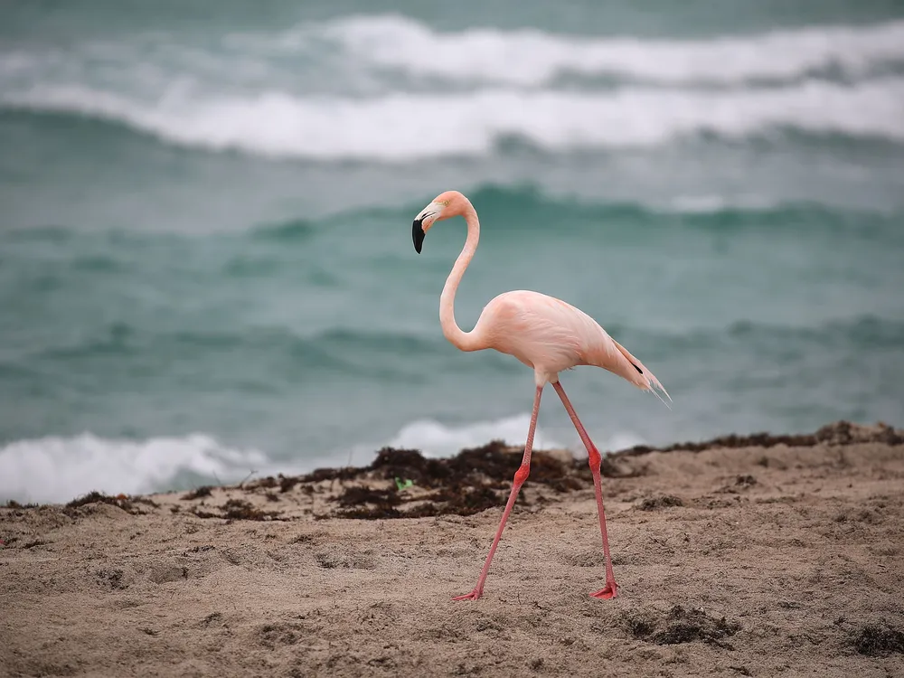 Flamingo walking on the beach