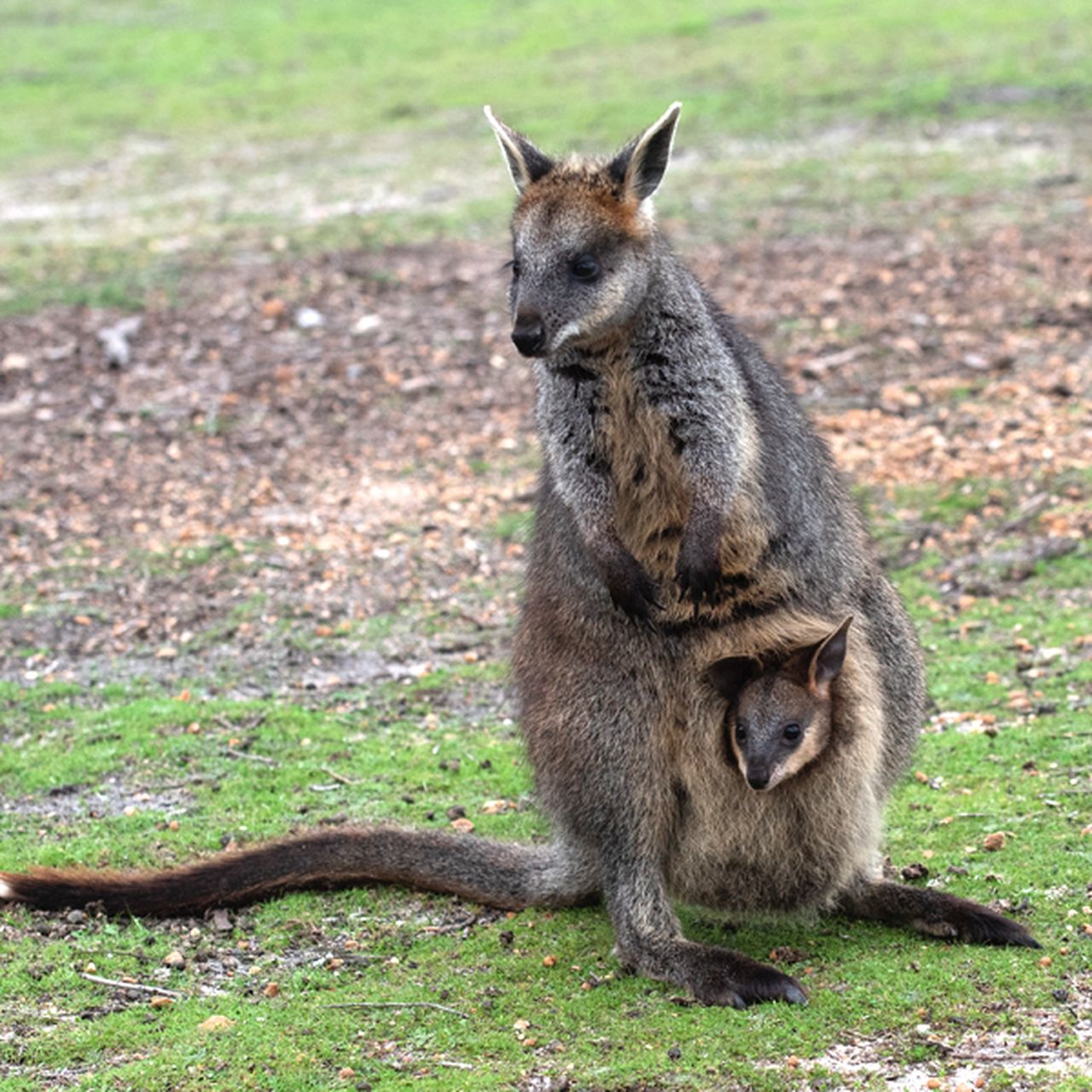 Swamp Wallabies Can Get Pregnant While Pregnant
