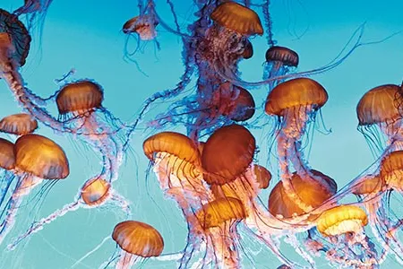 Jellyfish such as these Northeast Pacific sea nettles in Monterey Bay Aquarium, are brainless, bloodless and mostly aimless.